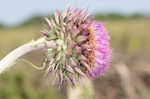 Nodding plumeless thistle